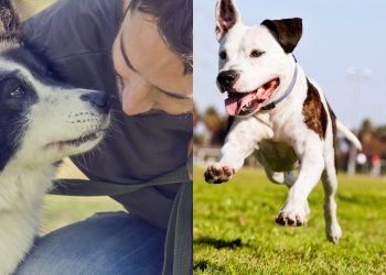 Motivos pelos quais você trata seu cão como parte da família