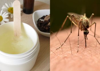 Ingredientes naturais que criam centro de mesa repelentes