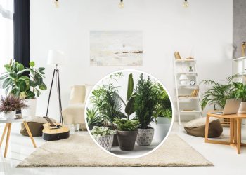Plantas que purificam o ar e são ideais para quintais pequenos ou apartamentos