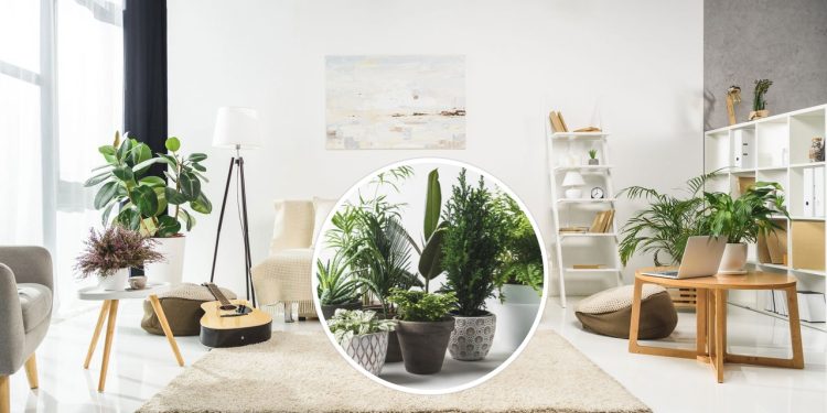 Plantas que purificam o ar e são ideais para quintais pequenos ou apartamentos