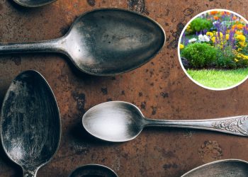 O que acontece quando você enterra uma colher velha nas plantas