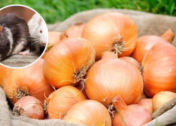 Truque simples com cebola que mantém ratos longe