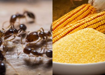 Como eliminar formigas de forma natural e segura