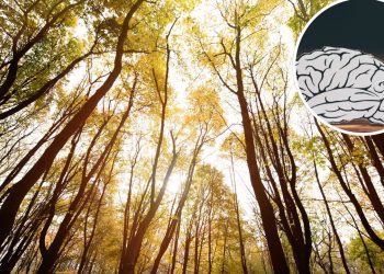 A força da natureza pode transformar sua saúde em silêncio