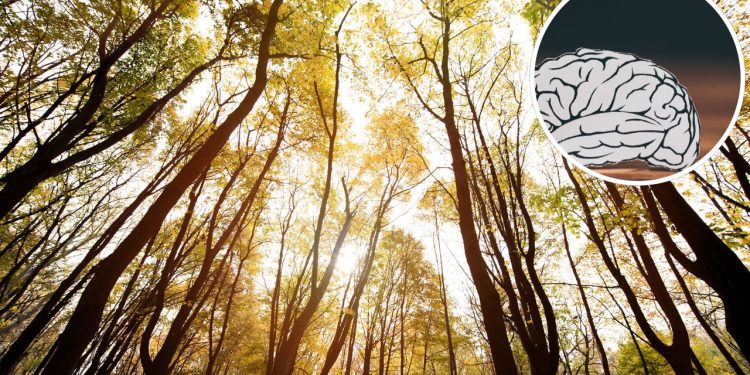 Benefícios da natureza para a saúde mental - Créditos: depositphotos.com / ViktoriaSapata - Créditos: depositphotos.com / AndrewLozovyi