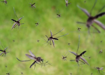 Essas plantas vão manter os mosquitos longe da sua casa