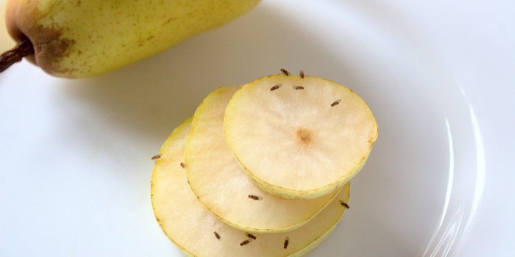 Como se livrar dos mosquitinhos da fruta - Créditos: depositphotos.com / MartinaUnbehauen