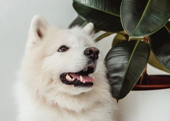 Nenhum focinho de cachorro é igual e isso tem uma explicação incrível