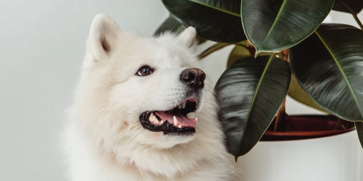 Nenhum focinho de cachorro é igual e isso tem uma explicação incrível