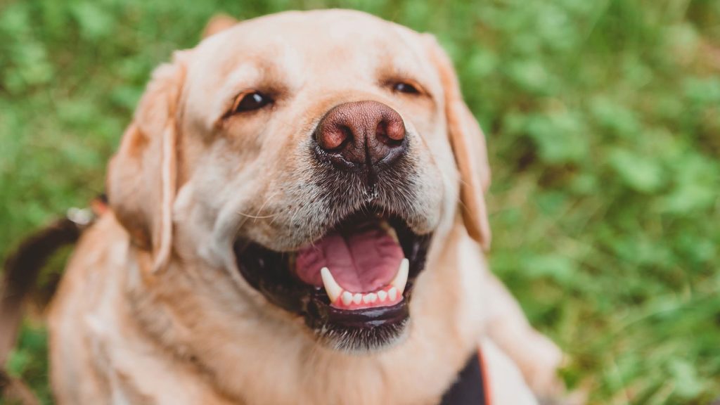 Nenhum focinho de cachorro é igual e isso tem uma explicação incrível