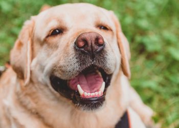 A parte do corpo do seu cão que pode provar quem ele é com precisão