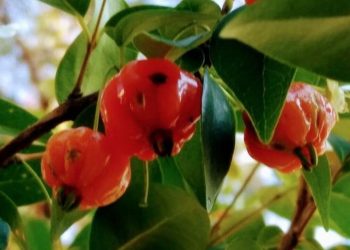 Árvore que nunca para de frutificar encanta jardineiros iniciantes