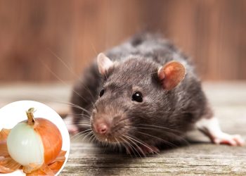 O segredo simples com cebola que espanta ratos da sua casa