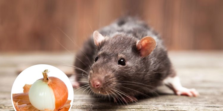 O segredo simples com cebola que espanta ratos da sua casa