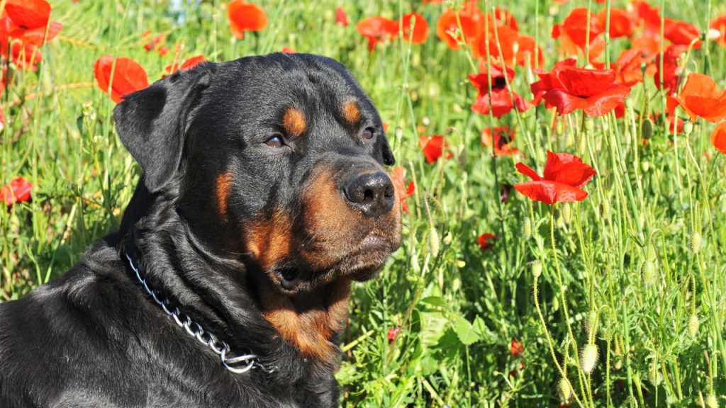 Melhores raças de cães de guarda para proteger sua casa