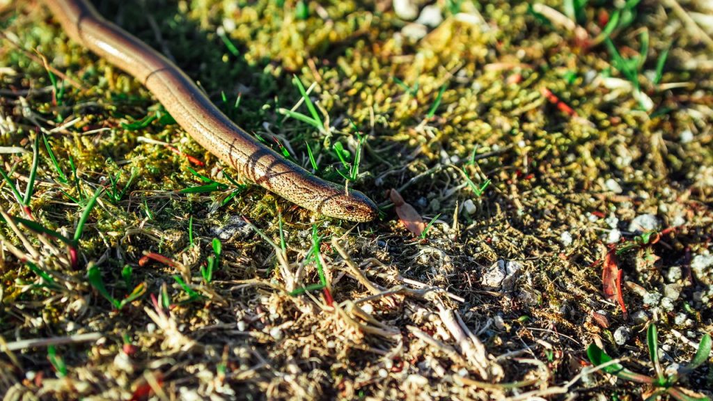 serpentes