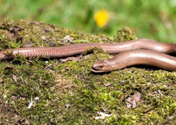Sinais que revelam a presença de serpentes no jardim