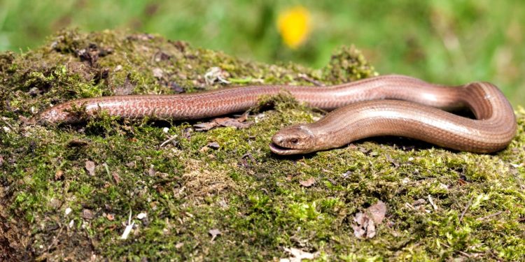 Sinais que revelam a presença de serpentes no jardim