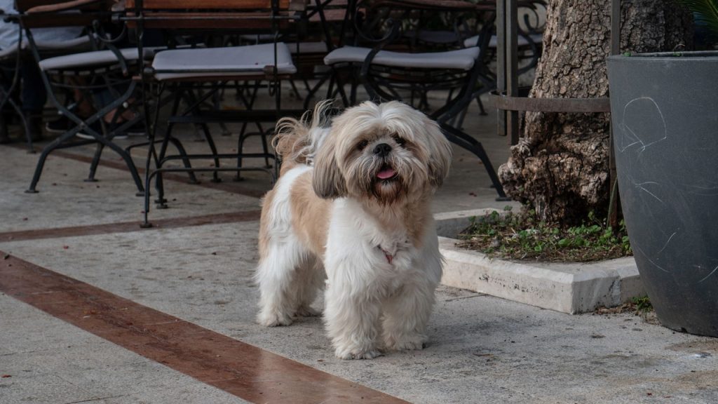 Melhores raças de cachorro para idosos com rotina tranquila