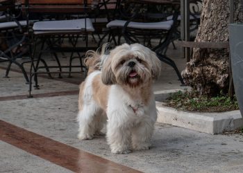 Seis raças de cães pouco conhecidas que se adaptam bem a apartamentos