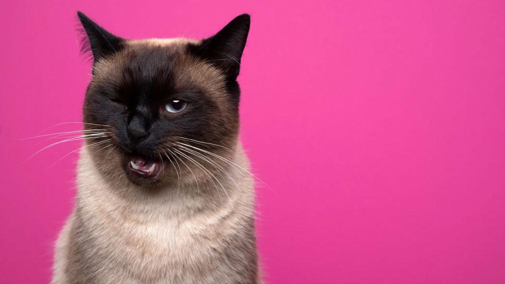 Gatos se comunicam com cauda, olhar e miados: sinais que revelam emoções e ajudam a melhorar a convivência em casa
