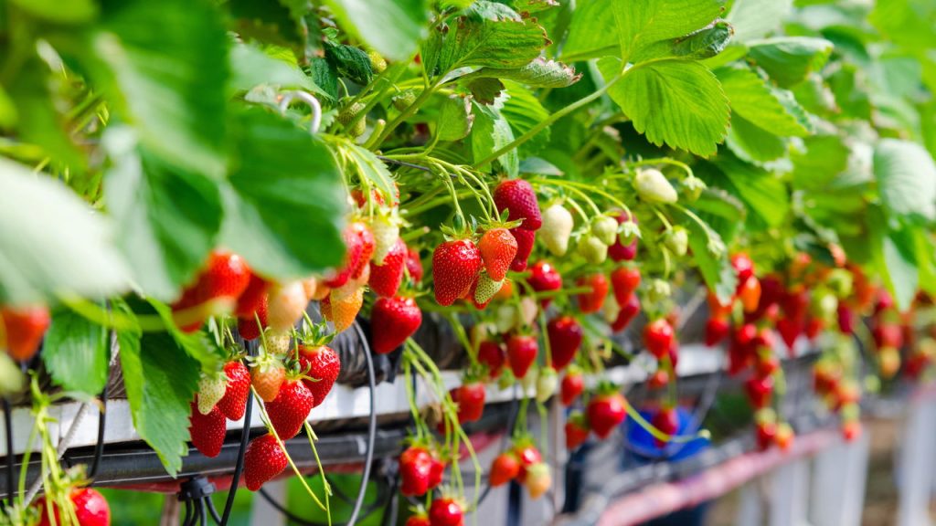 Passos práticos para plantar morangos e colher em pouco tempo