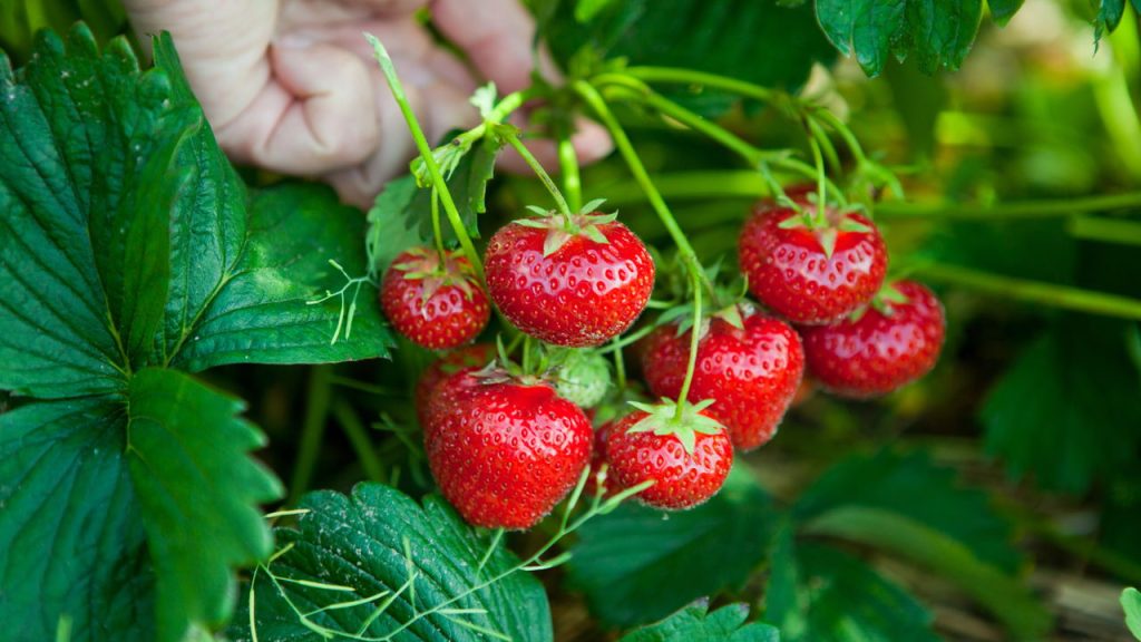 Passos práticos para plantar morangos e colher em pouco tempo