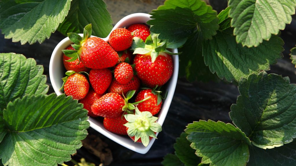 Passos práticos para plantar morangos e colher em pouco tempo