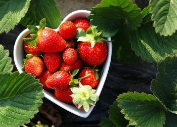 Passos práticos para plantar morangos e colher em pouco tempo