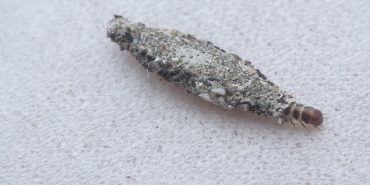 Como eliminar traças - Créditos: depositphotos.com / sweemingyoung