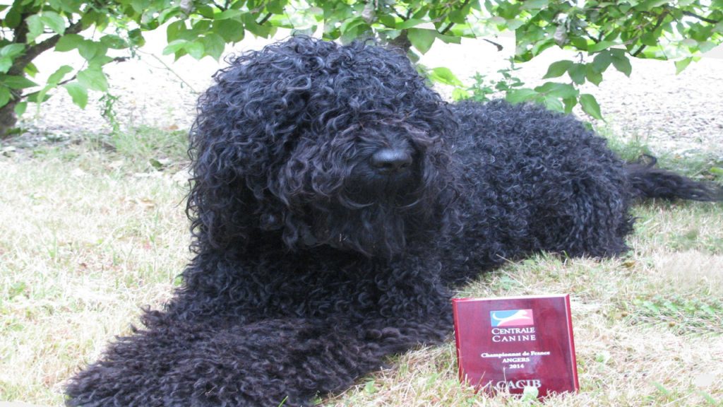 O cão que quase desapareceu e hoje é o queridinho das famílias