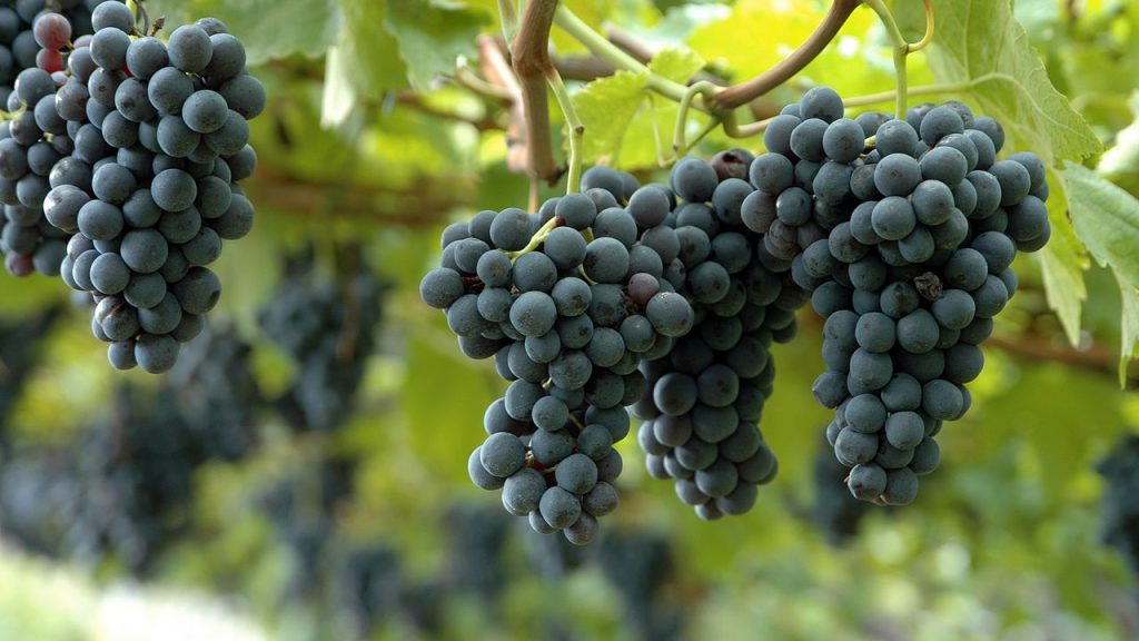 A fruta doce que protege o coração e pode ser cultivada fácil no quintal