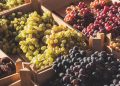 A verdadeira diferença entre uvas roxas, vermelhas e verdes (não é apenas a cor)