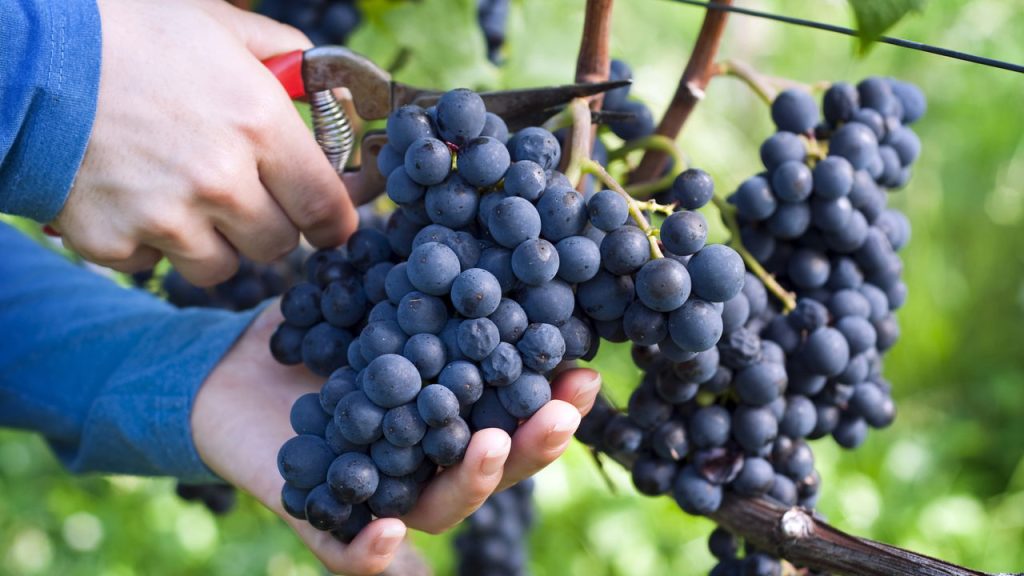 uvas