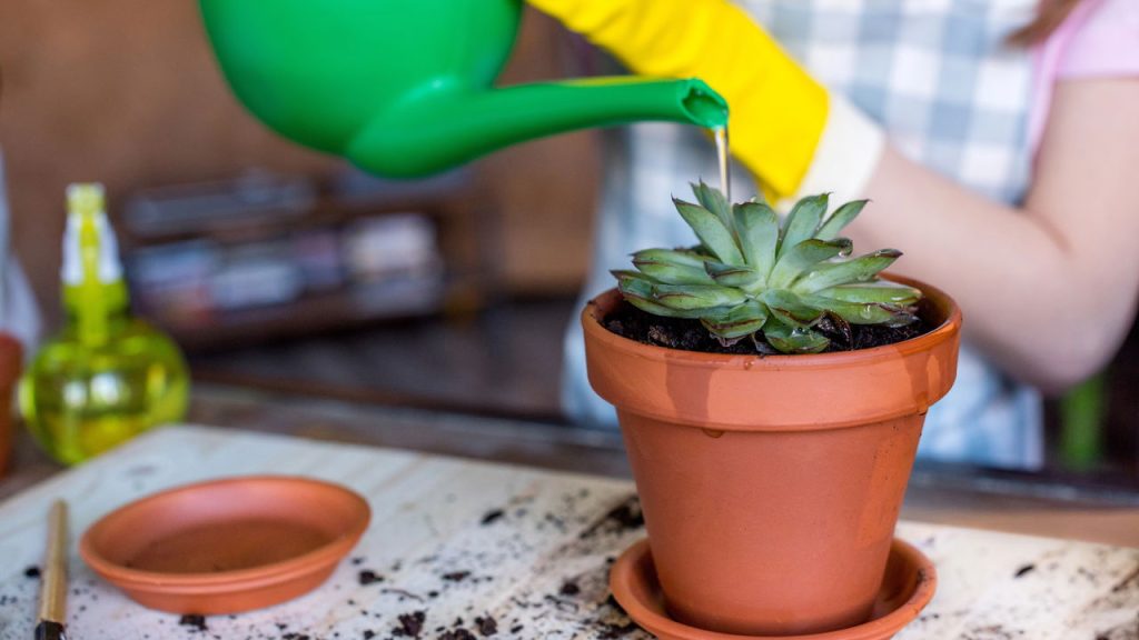 Como saber se você está regando demais suas plantas mesmo quando as folhas parecem só estar murchas