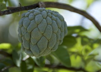 6 árvores frutíferas perfeitas para quintais pequenos