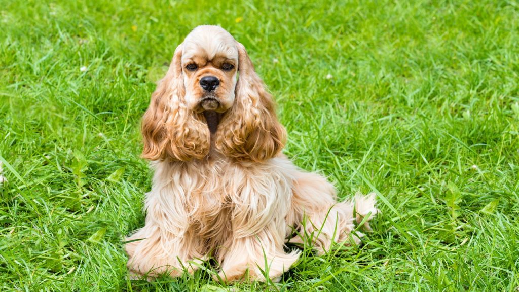 cão
