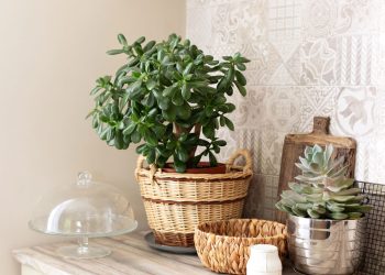 Quer uma planta fácil de cuidar? A planta-jade adora luz, solo seco e atenção no frio