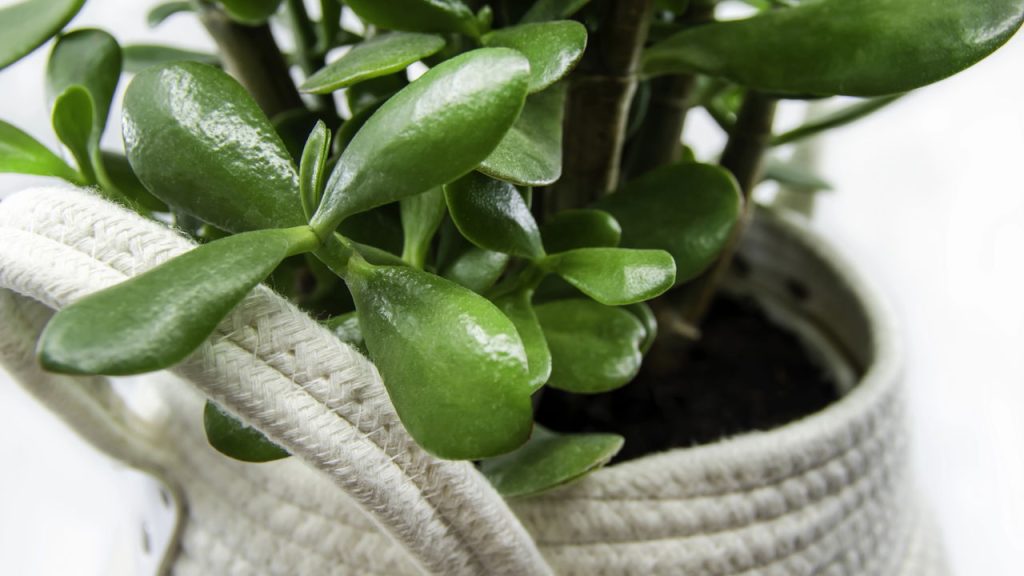 Quer uma planta fácil de cuidar? A planta-jade adora luz, solo seco e atenção no frio