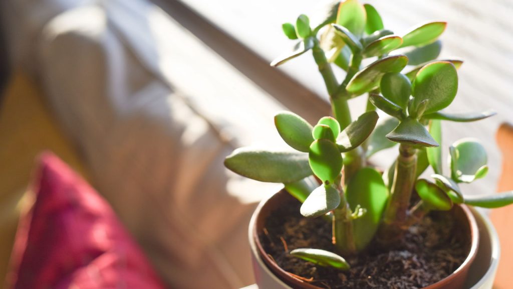 Quer uma planta fácil de cuidar? A planta-jade adora luz, solo seco e atenção no frio