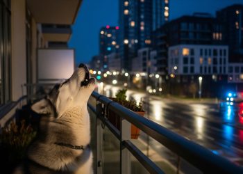 O mistério por trás dos cães que uivam para sirenes e músicas e o que esse comportamento realmente significa