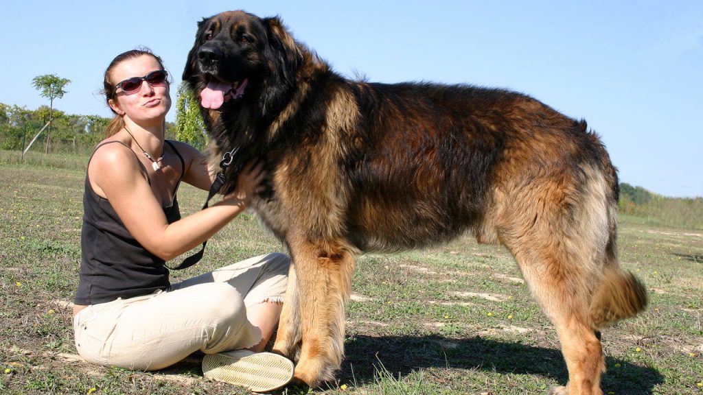 Quais são as maiores raças de cachorro do mundo?