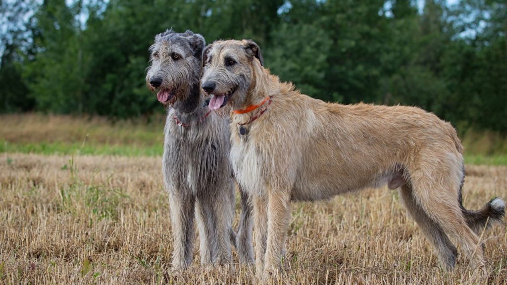 Quais são as maiores raças de cachorro do mundo?