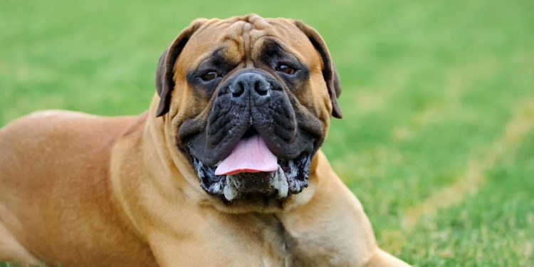 Quais são as maiores raças de cachorro do mundo?