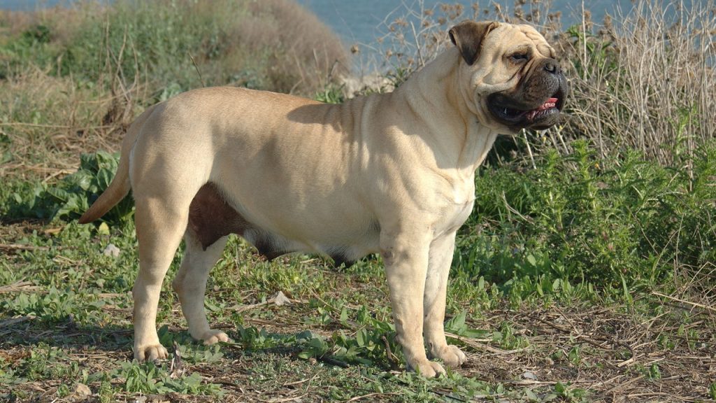 Quais são as maiores raças de cachorro do mundo?