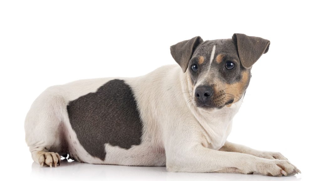 Quais são as raças de cães mais baratas e mais caras do Brasil?