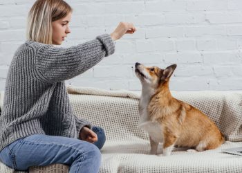 Os comandos mais fáceis que todo cachorro aprende em minutos