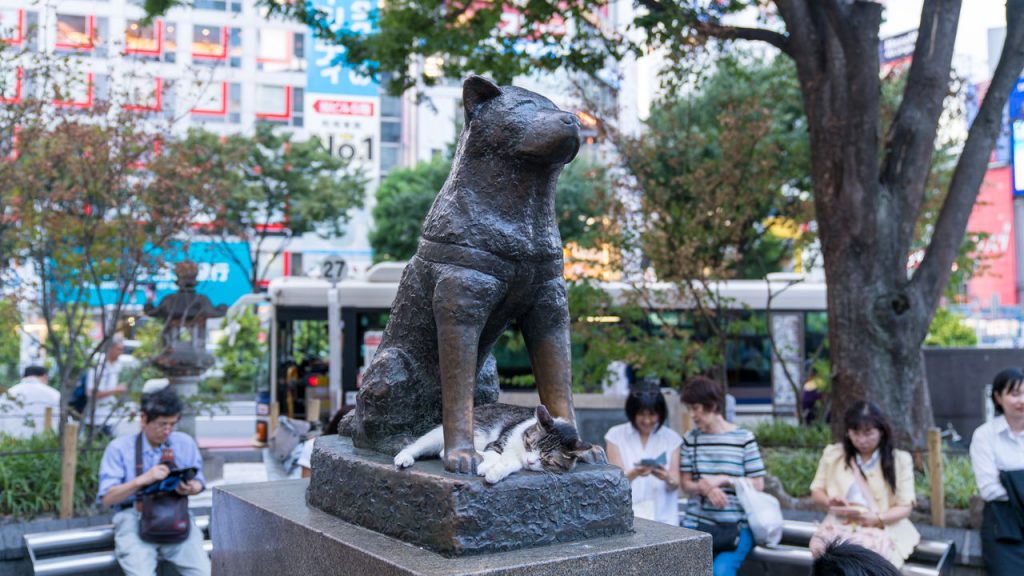 Quais são as raças de cachorros mais fiéis do mundo?