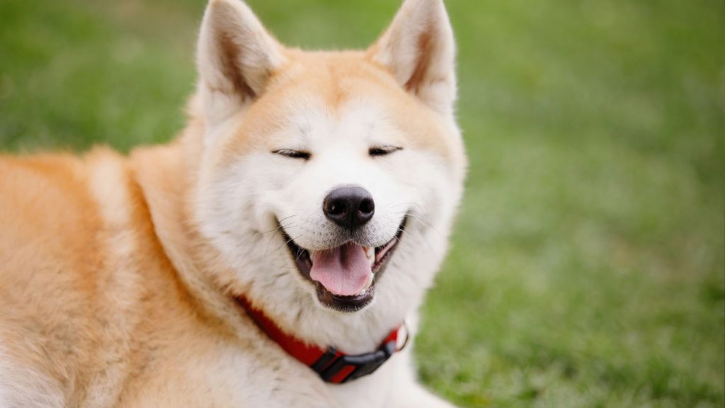 Cinco raças de cães que podem não ser a melhor escolha para seu lar