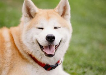 Cinco raças de cães que podem não ser a melhor escolha para seu lar